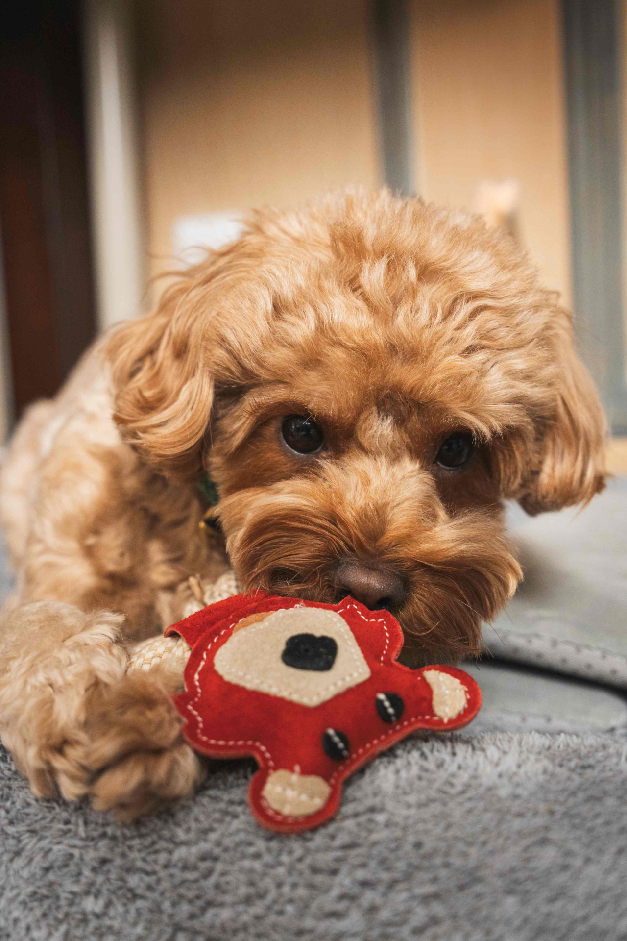 Bear & Rope Natural Dog Toy