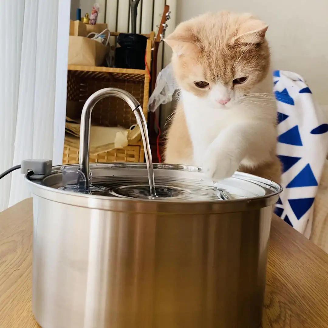 * Cat Water Fountain