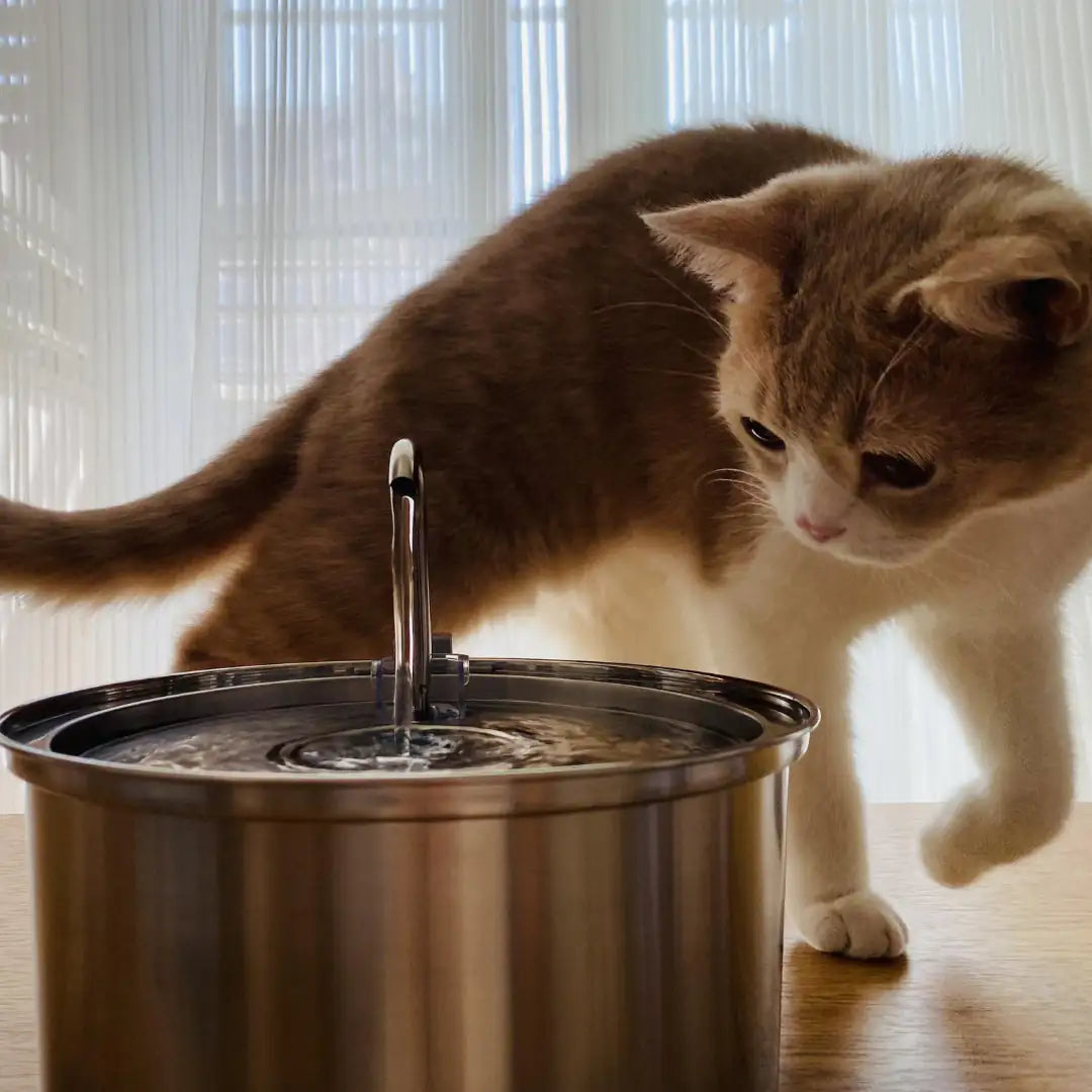 * Cat Water Fountain